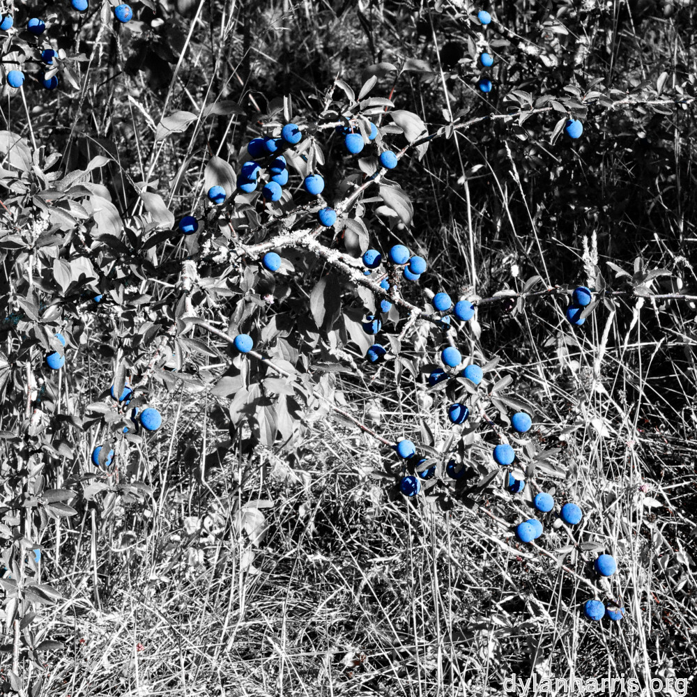 image: This is &lsquo;kayl 3&rsquo;.