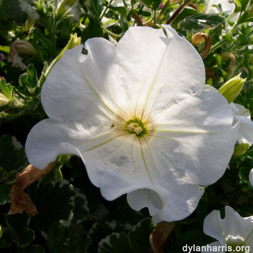 image: This is &lsquo;remich 1&rsquo;.