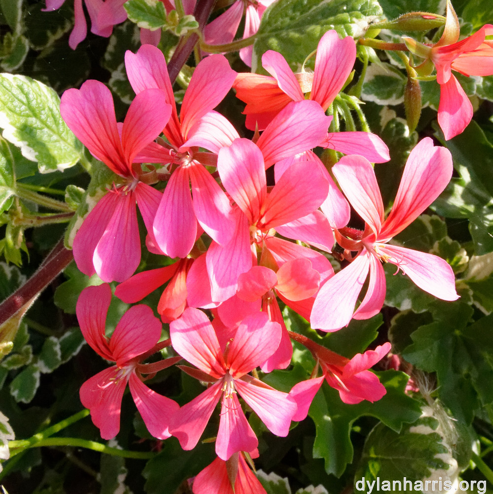 image: This is &lsquo;remich 2&rsquo;.