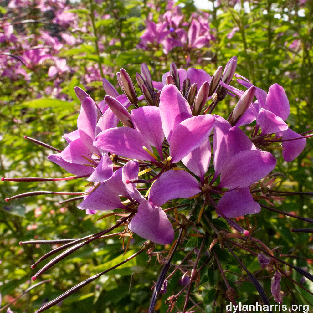 image: This is &lsquo;remich 3&rsquo;.