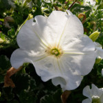 image: Image from the photoset &lsquo;remich (i)&rsquo;.