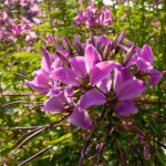 image: Image from the photoset &lsquo;remich (i)&rsquo;.