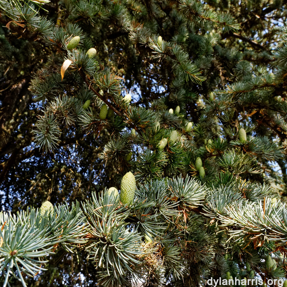 image: This is &lsquo;remich 1&rsquo;.