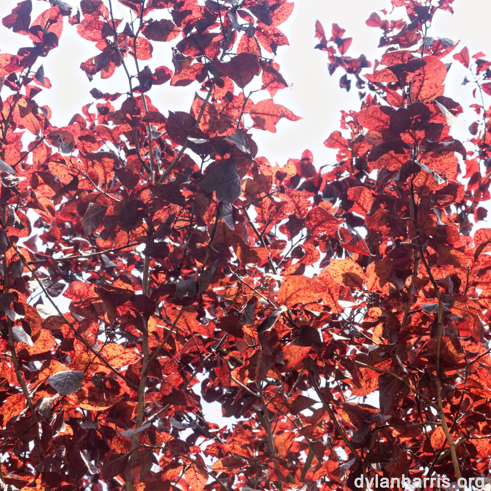 image: This is &lsquo;remich 10&rsquo;.