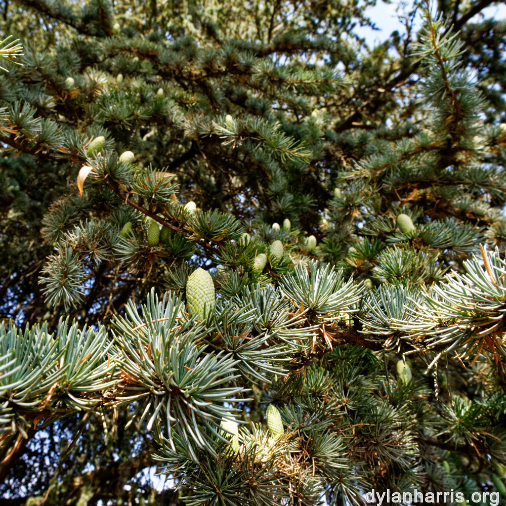 image: This is &lsquo;remich 2&rsquo;.