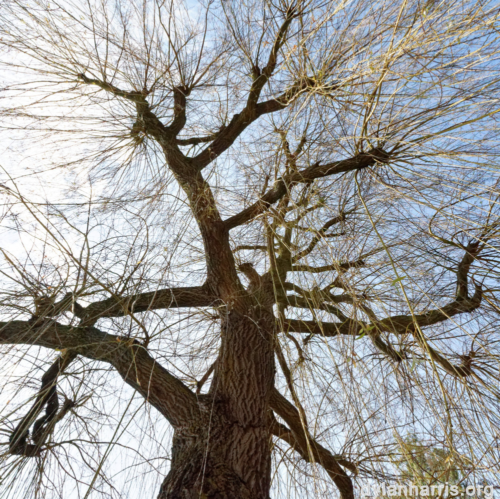 image: This is &lsquo;remich 3&rsquo;.