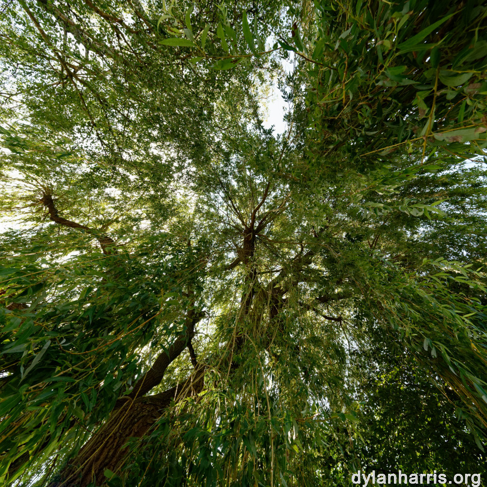 image: This is &lsquo;remich 4&rsquo;.