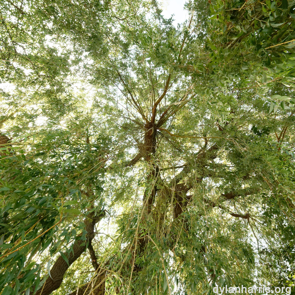 image: This is &lsquo;remich 5&rsquo;.