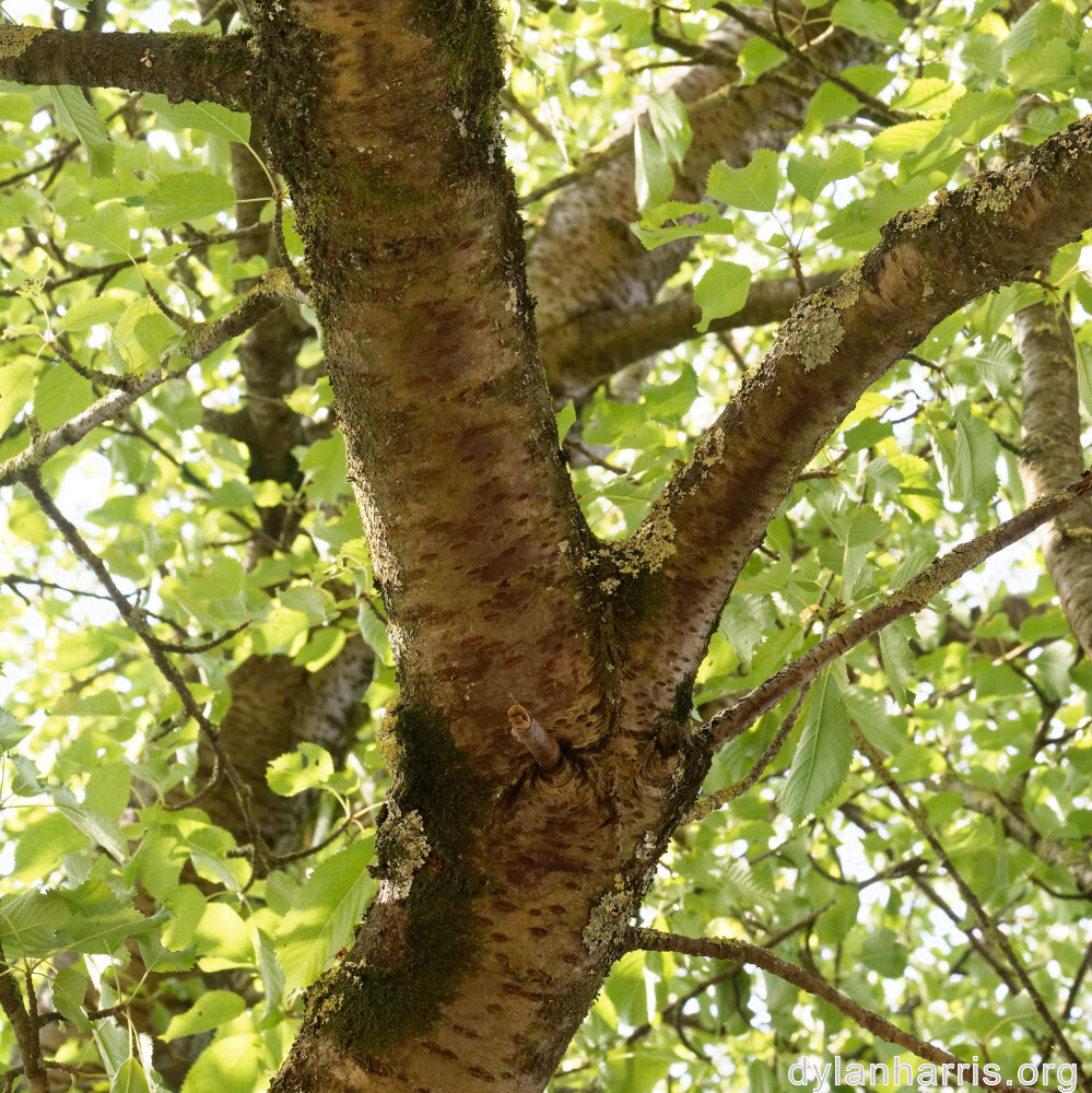 image: This is &lsquo;remich 6&rsquo;.