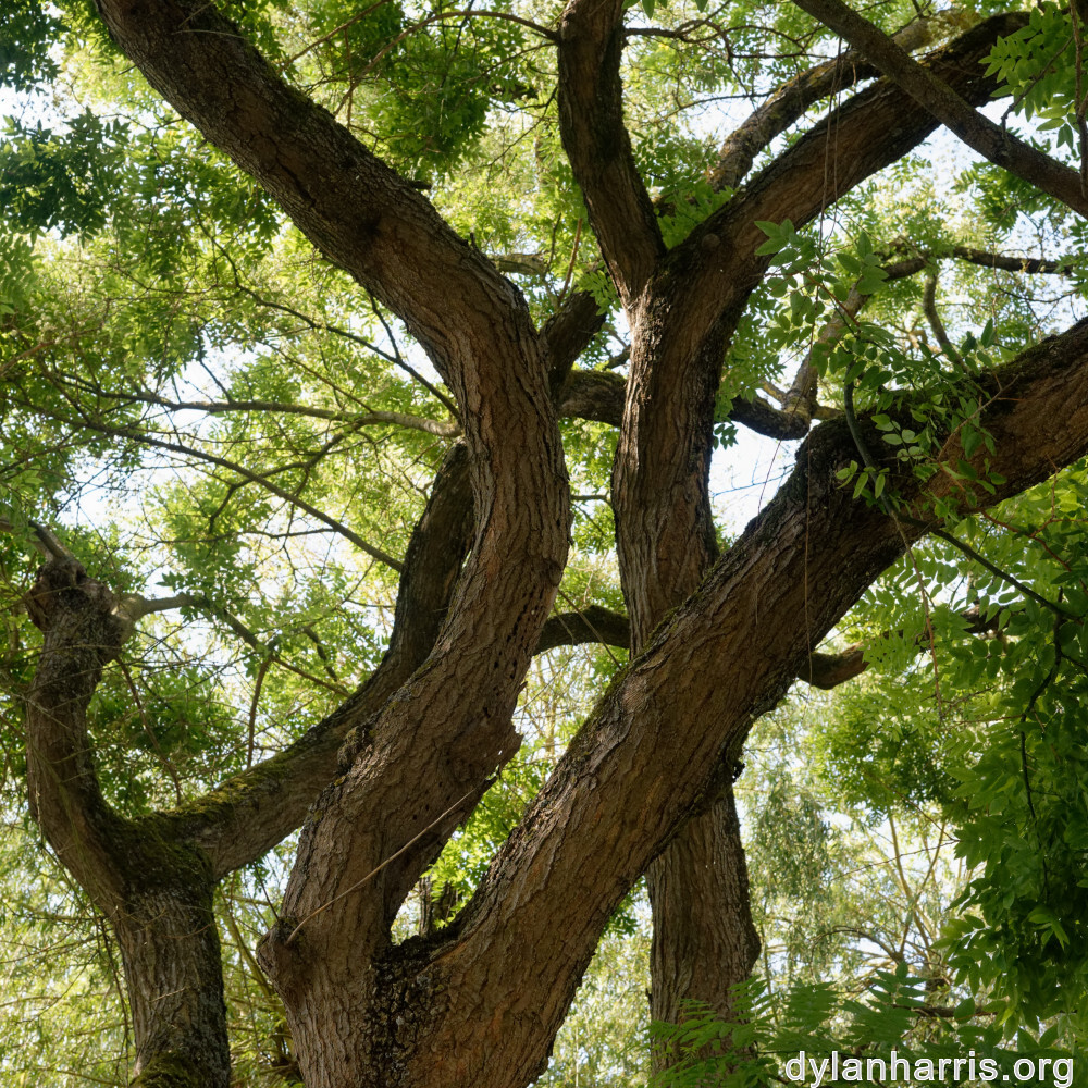 image: This is &lsquo;remich 7&rsquo;.