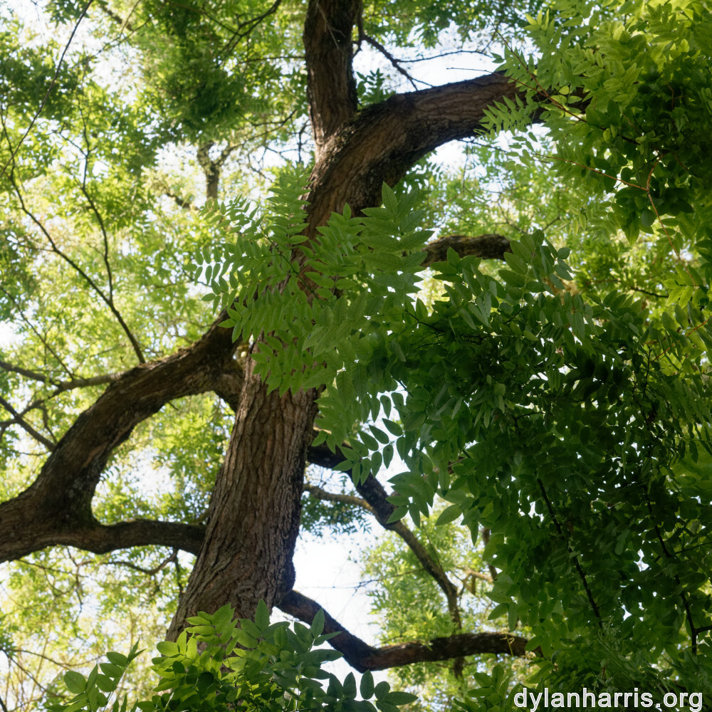 image: This is &lsquo;remich 8&rsquo;.