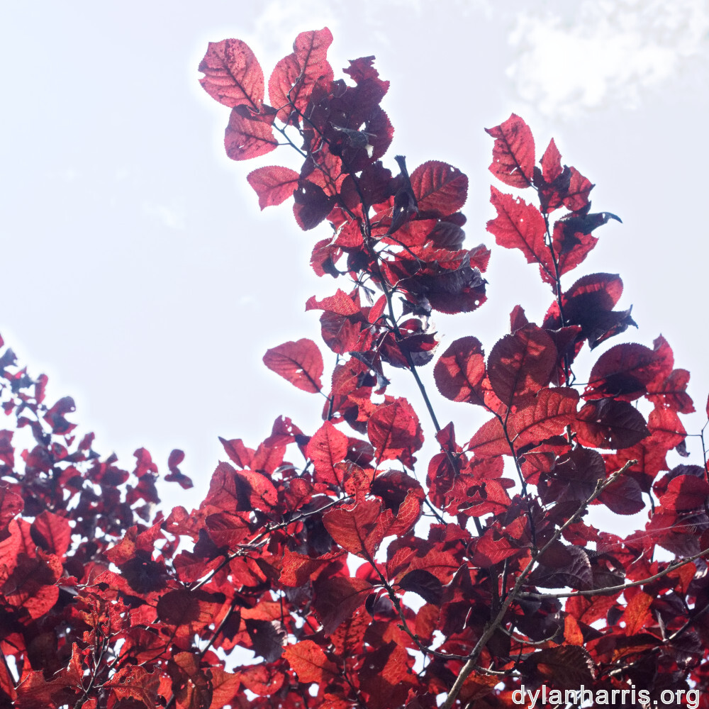 image: This is &lsquo;remich 9&rsquo;.