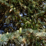 image: Image from the photoset &lsquo;remich (ii)&rsquo;.