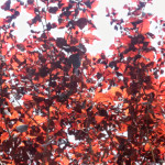 image: Image from the photoset &lsquo;remich (ii)&rsquo;.