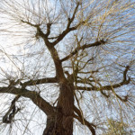 image: remich (ii) photoset