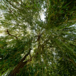 image: Image from the photoset &lsquo;remich (ii)&rsquo;.