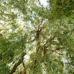 image: Image from the photoset &lsquo;remich (ii)&rsquo;.