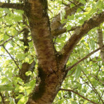 image: Image from the photoset &lsquo;remich (ii)&rsquo;.