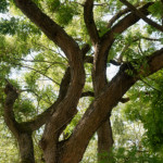 image: Image from the photoset &lsquo;remich (ii)&rsquo;.