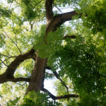 image: Image from the photoset &lsquo;remich (ii)&rsquo;.