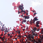 image: Image from the photoset &lsquo;remich (ii)&rsquo;.