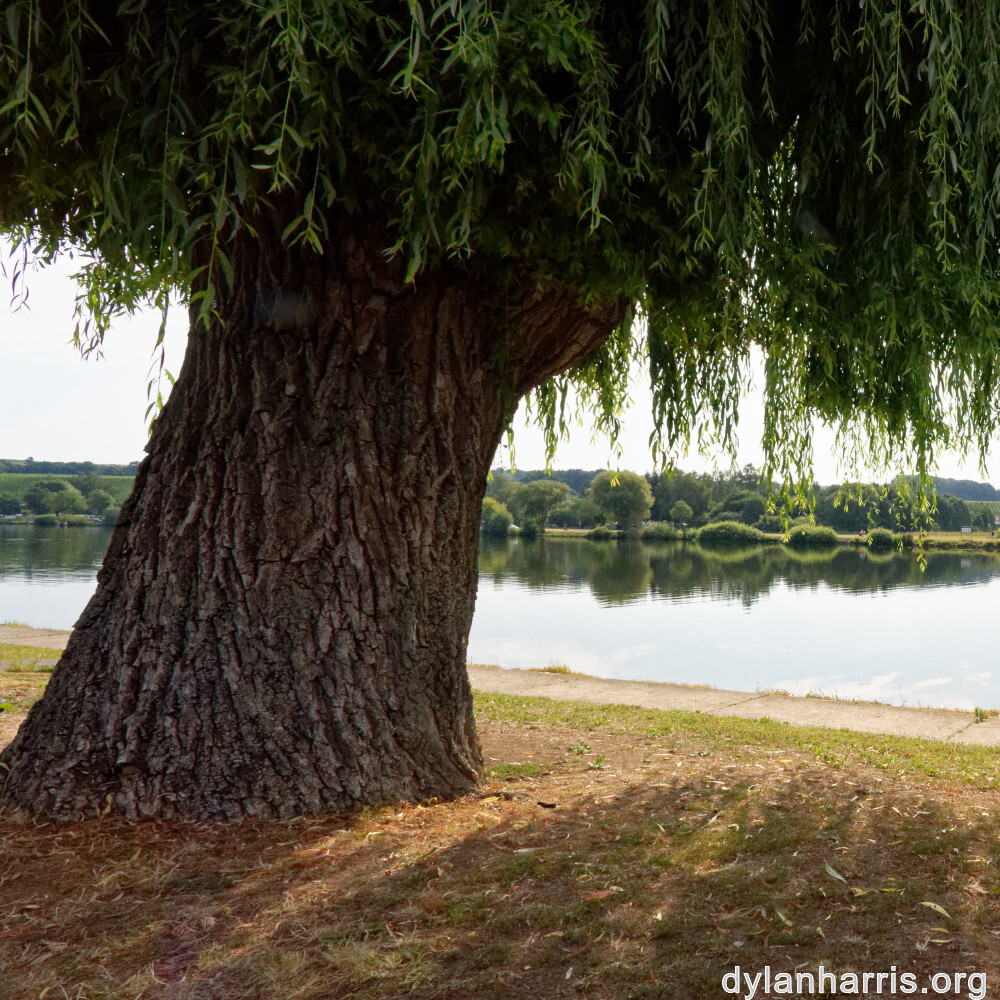 image: This is &lsquo;remich 1&rsquo;.