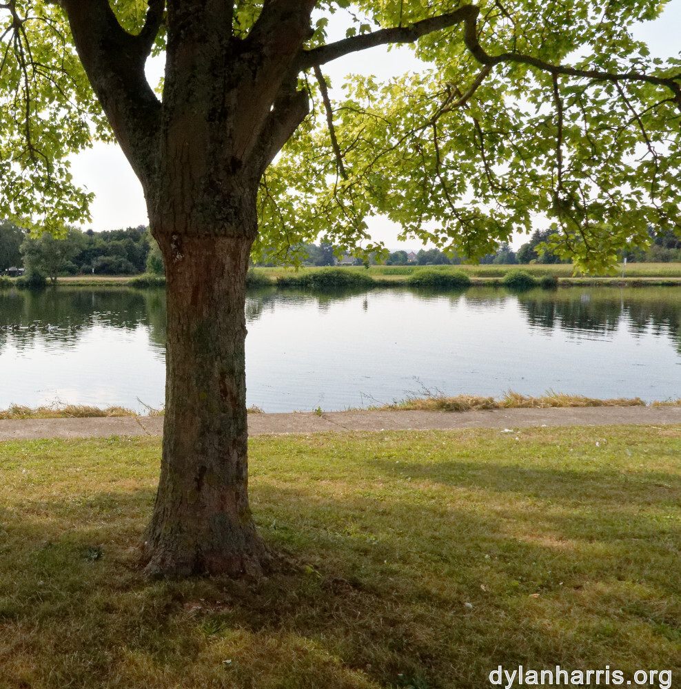 image: This is &lsquo;remich 4&rsquo;.