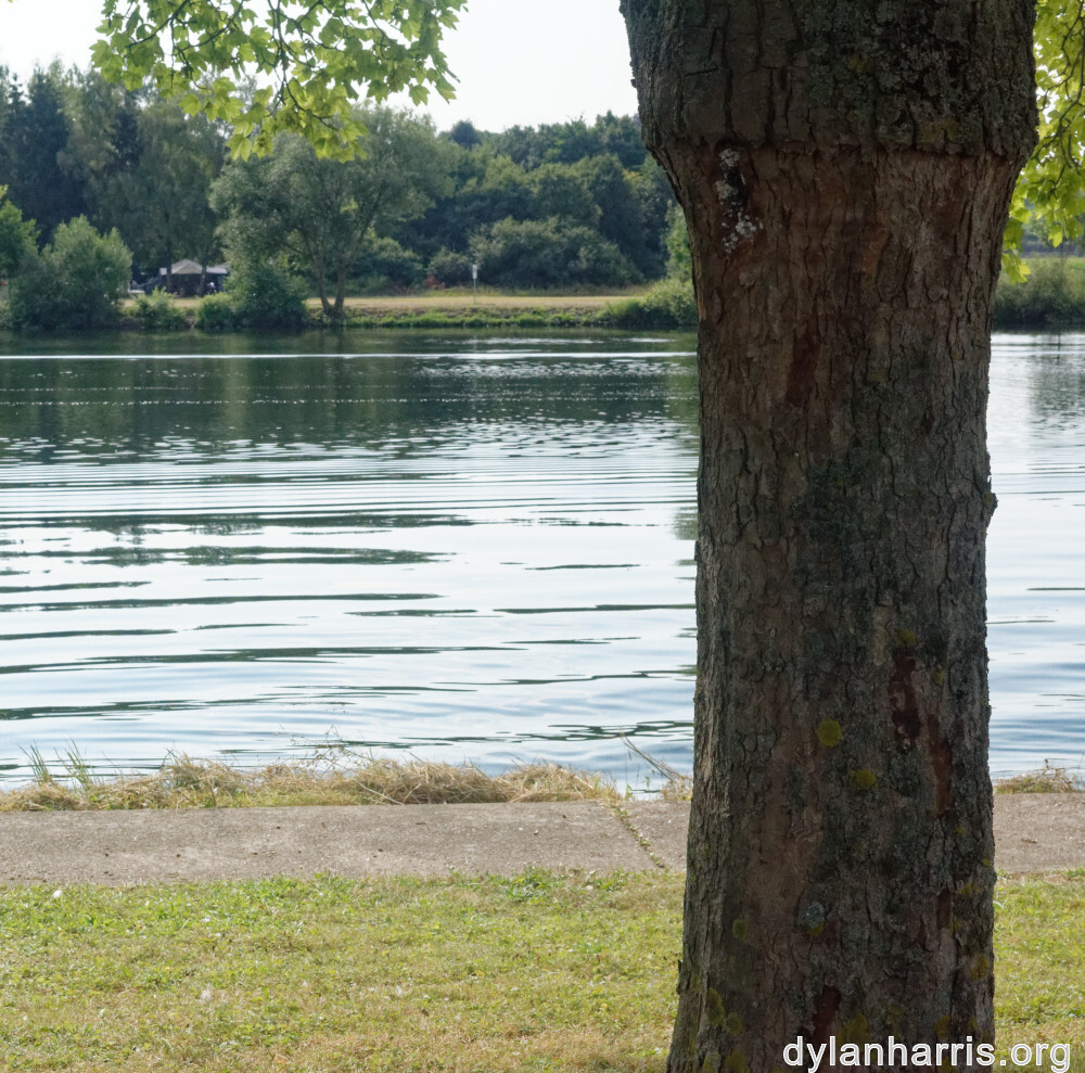 image: This is &lsquo;remich 5&rsquo;.