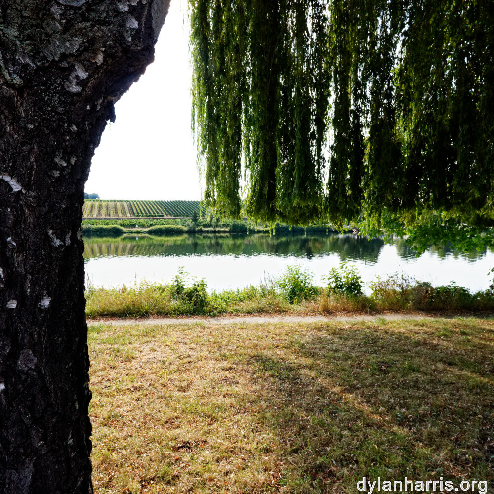 image: This is &lsquo;remich 6&rsquo;.