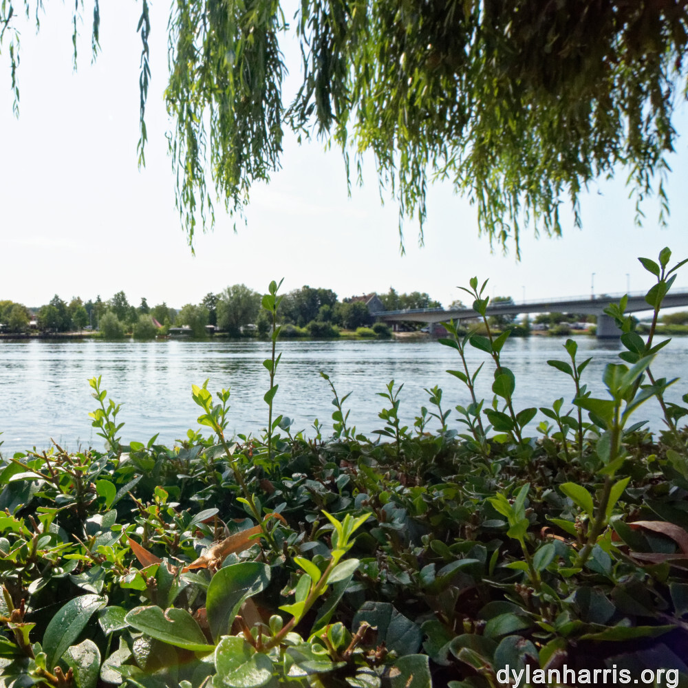 image: This is &lsquo;remich 8&rsquo;.