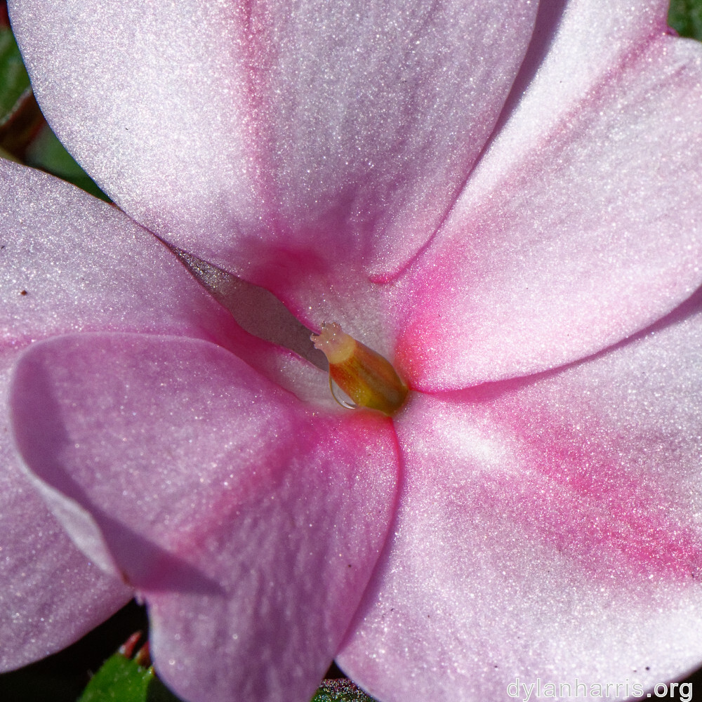 image: This is &lsquo;flower (xlvii) 2&rsquo;.