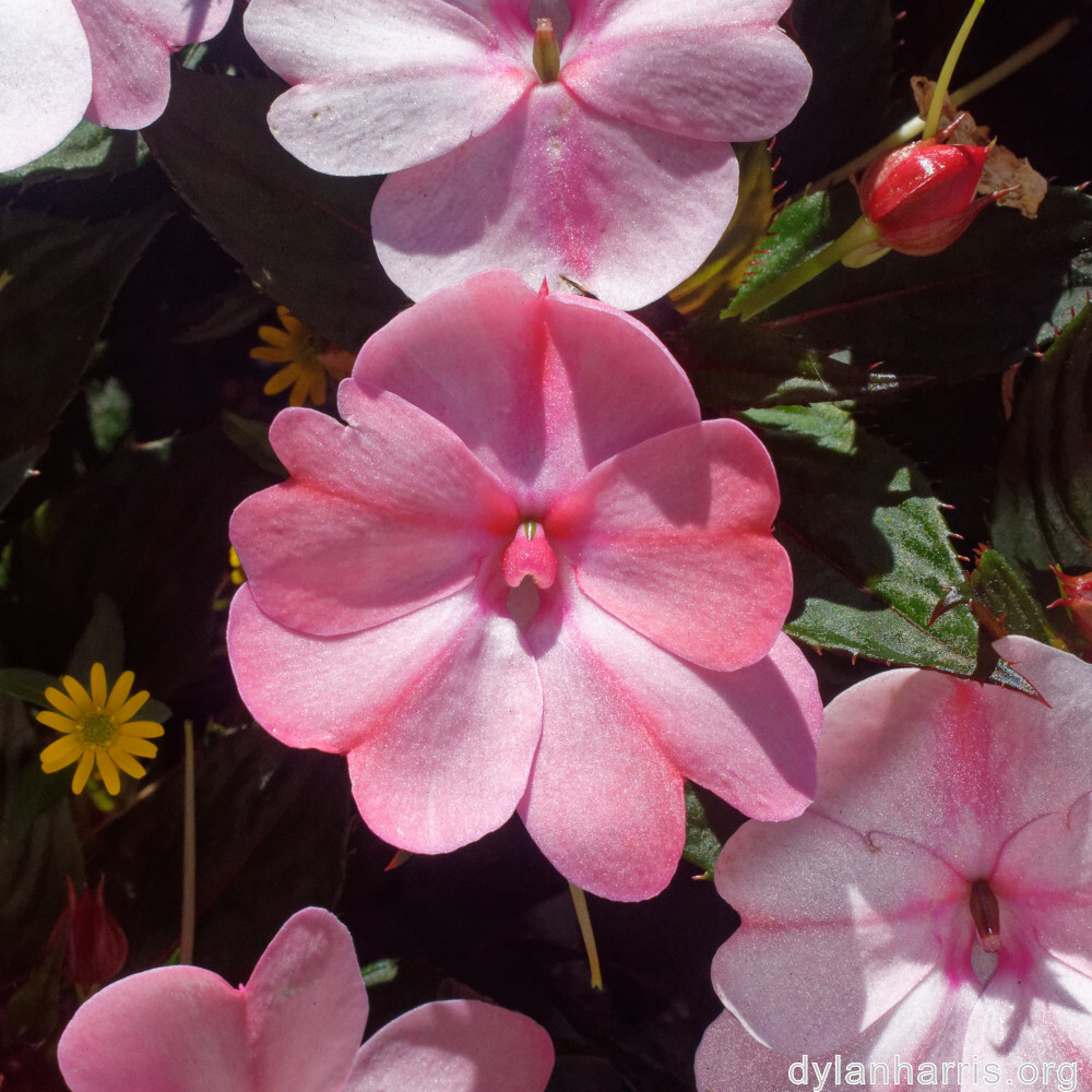 image: This is &lsquo;flower (xlvii) 3&rsquo;.