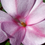 image: Image from the photoset &lsquo;flower (xlvii)&rsquo;.