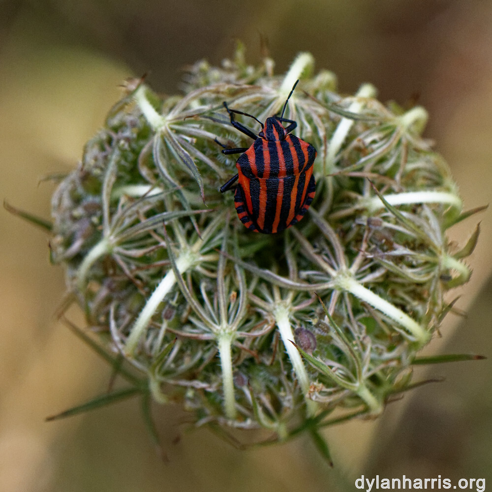 image: This is &lsquo;rumelange 1&rsquo;.