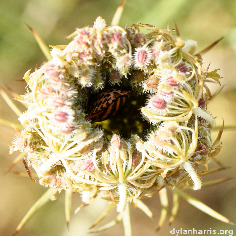 image: This is &lsquo;rumelange 2&rsquo;.