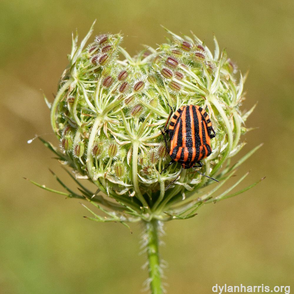 image: This is &lsquo;rumelange 3&rsquo;.