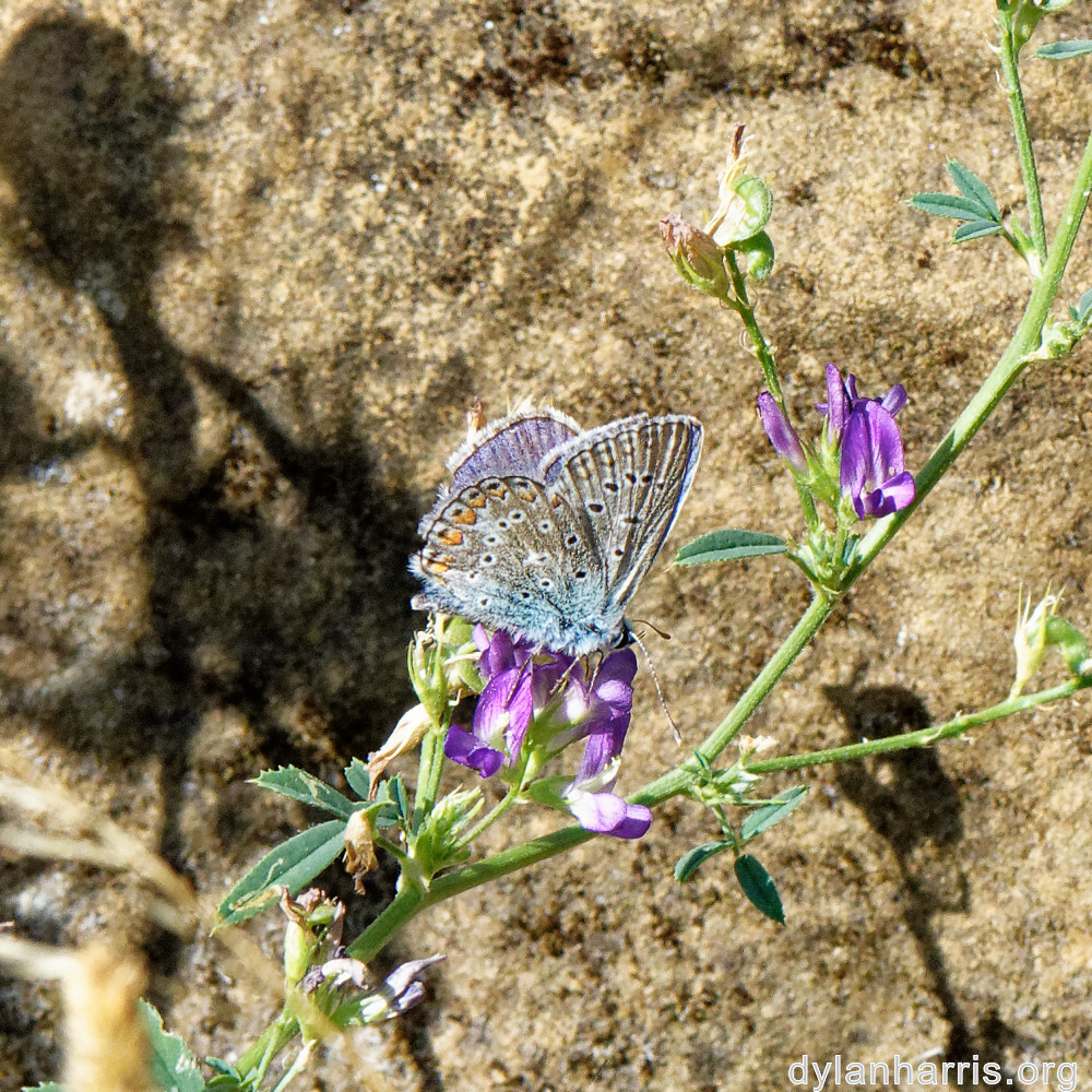 image: This is &lsquo;rumelange 4&rsquo;.