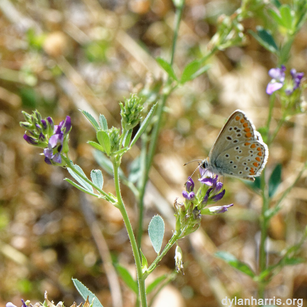 image: This is &lsquo;rumelange 6&rsquo;.