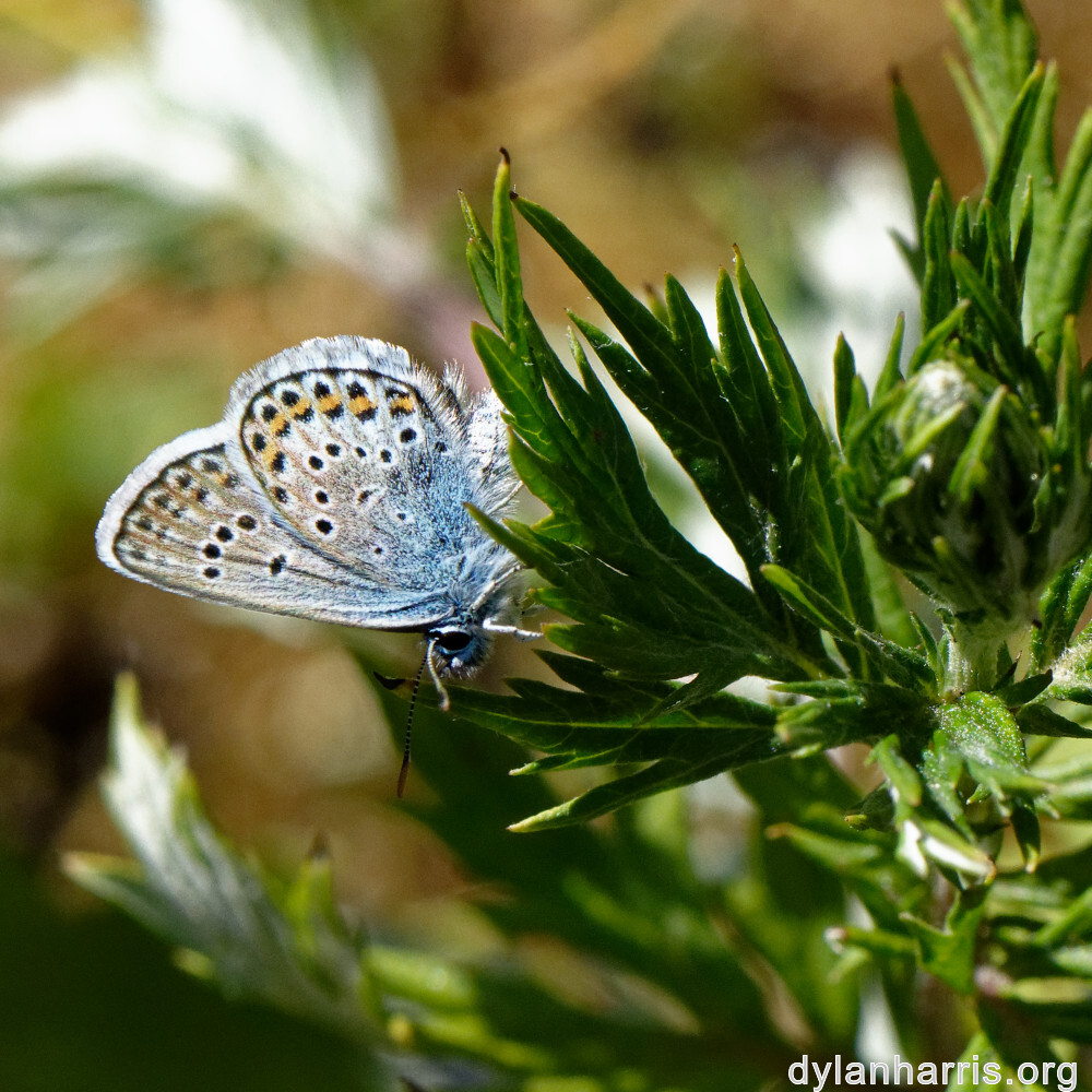 image: This is &lsquo;rumelange 7&rsquo;.