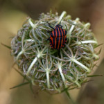 image: Image from the photoset &lsquo;rumelange (xii)&rsquo;.