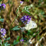 image: Image from the photoset &lsquo;rumelange (xii)&rsquo;.