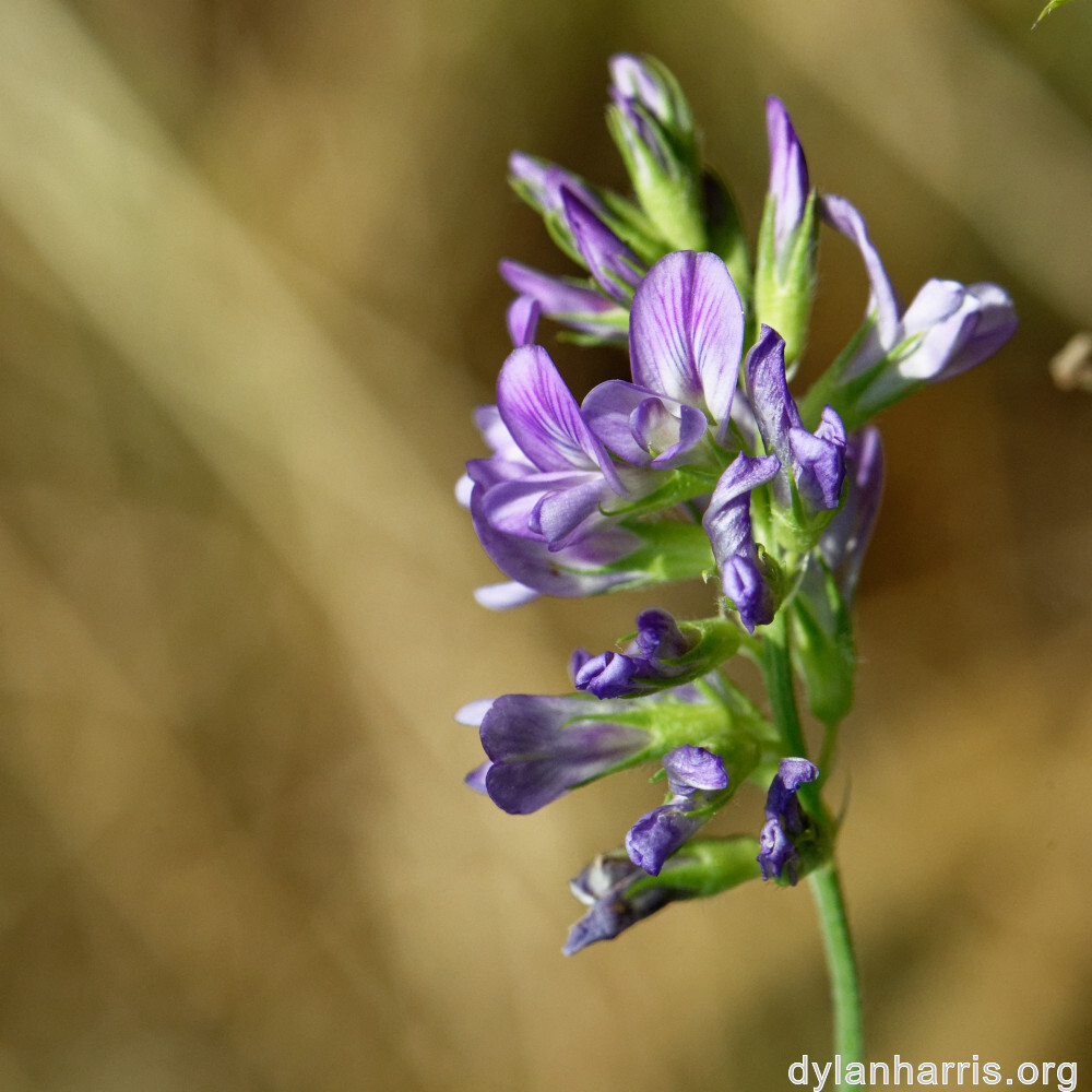 image: This is &lsquo;rumelange 3&rsquo;.