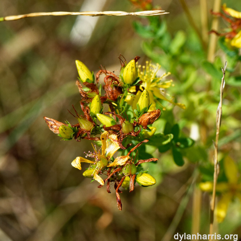 image: This is &lsquo;rumelange 4&rsquo;.