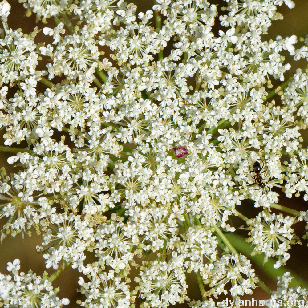 image: This is &lsquo;rumelange 5&rsquo;.