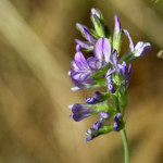 image: Image from the photoset &lsquo;rumelange (xiv)&rsquo;.