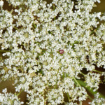 image: Image from the photoset &lsquo;rumelange (xiv)&rsquo;.