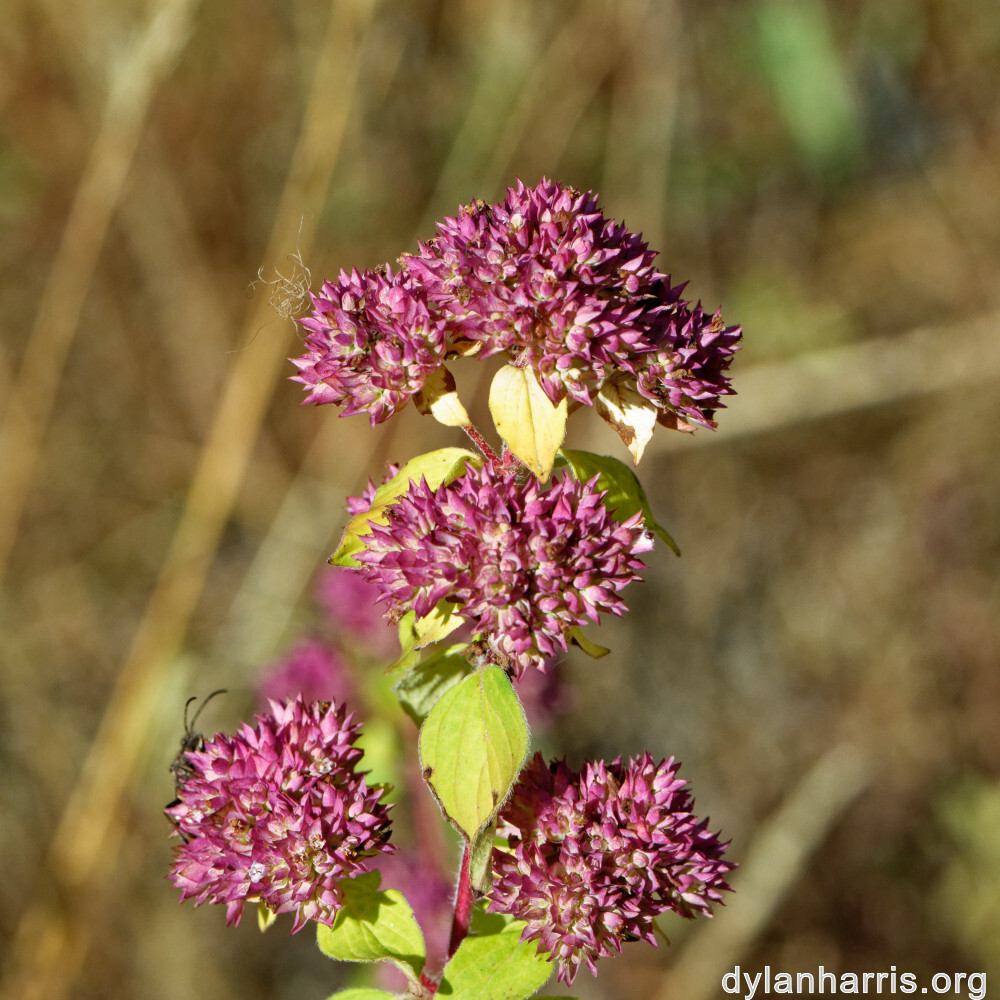 image: This is &lsquo;rumelange 1&rsquo;.