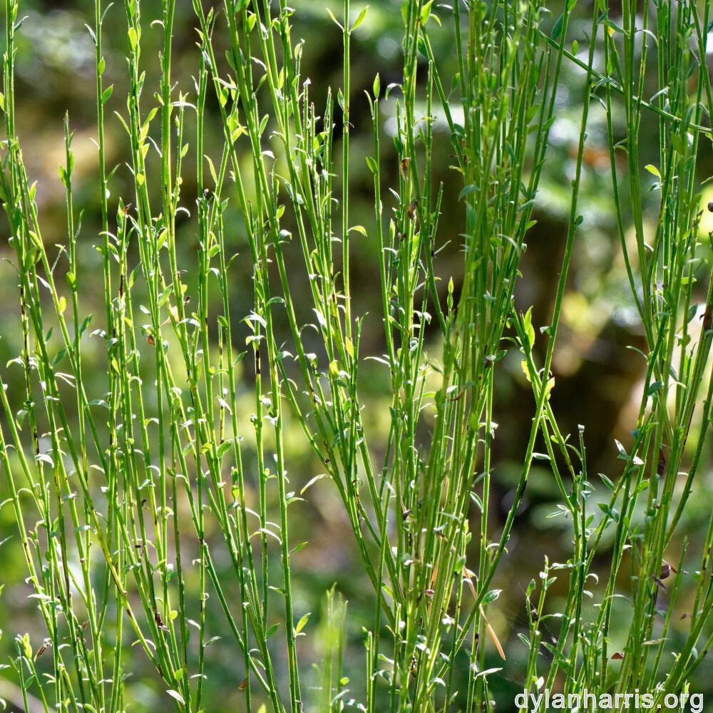 image: This is &lsquo;rumelange 4&rsquo;.