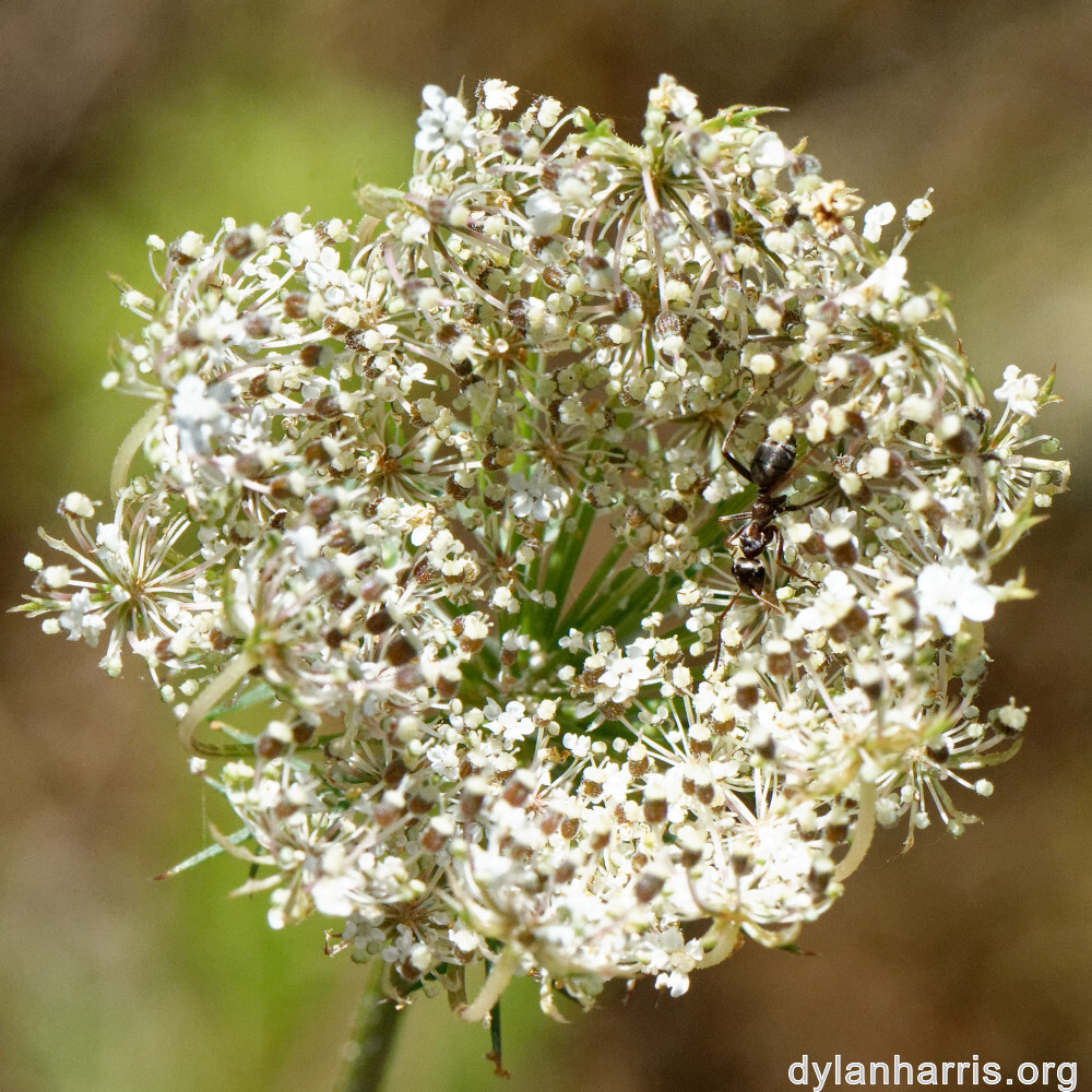 image: This is &lsquo;rumelange 5&rsquo;.