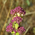 image: Image from the photoset &lsquo;rumelange (xv)&rsquo;.